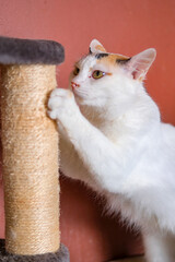 Obraz premium Domestic cat