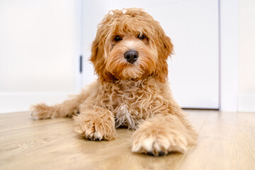 Dog of a Cavapoo or Cockapoo breed in home. Close-up of curly brown Maltipoo.  A cross between a poodle and a spaniel.