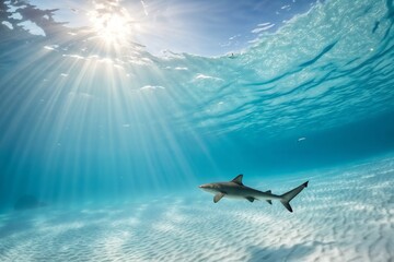 Obraz premium Grey Reef Shark with Graceful Movement Swimming Through Sunlit Crystal Clear Waters