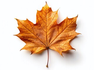 Dried Brown Maple Leaf on White Background - Autumn Nature Stock Photo