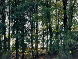 Tranquil Scene of Lush Green Trees by the Water
