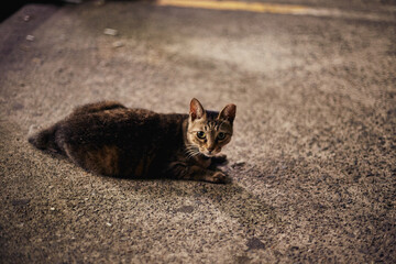 cat on the road