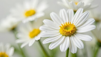 Fototapeta premium White daisies in the garden.