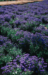 purple flower in garden