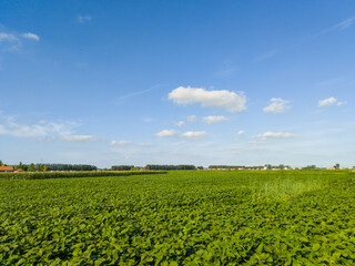 Lush Green Agricultural Fields Under a Bright Blue Sky