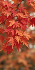 Vibrant red, orange, and yellow maple leaves cluster on a branch against a blurred background, picture,october