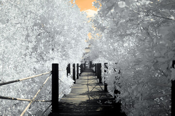 Infrared photography, a wooden pathway surrounded by trees with the sky has an orange tint