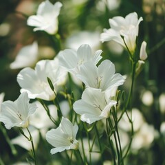 Obraz premium Blooming white flowers adorn garden