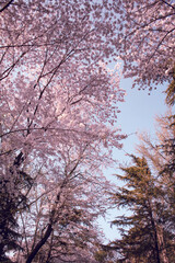 Fototapeta premium blossom in spring