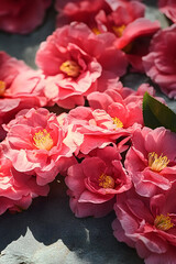 Fototapeta premium Freshly picked camellias spread to dry on the stone table in garden