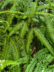 Natural fern background -Beautiful ferns leaves green foliage