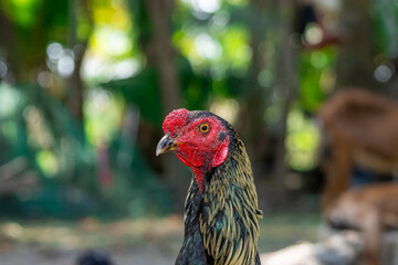 Asil chicken