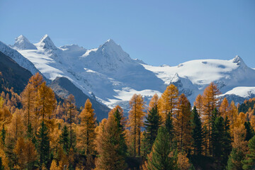 Val Roseg in autumn with a view of the Vadret de Roseg glacier. Golden-yellow larch forests of the Bernina Massif near Pontresina (Graubünden, Unterengadin).