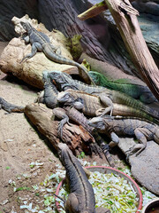 Large group of iguanas relaxing on the rocks
