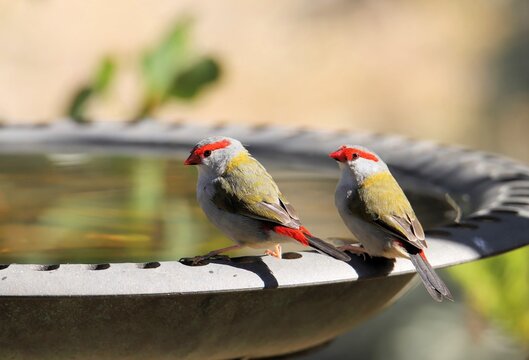 Red-browed Finches (Neochmia temporalis) at birdbath, South Australia