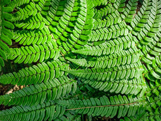 Natural fern background -Beautiful ferns leaves green foliage
