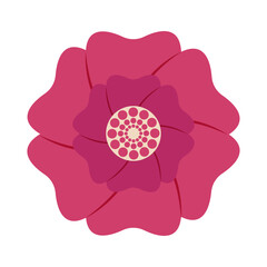 Pink flower isolated on transparent and white background. Poppy abstract. Vector illustration for mother's day and birthday. Closeup element for anniversary and wedding design decoration.