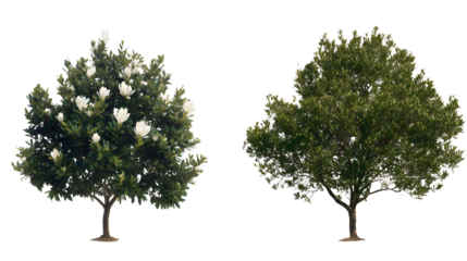 Magnolia grandiflora set frontal tree and bush isolated png on a transparent background perfectly cutout (southern magnolia, bull bay) Magnoliaceae