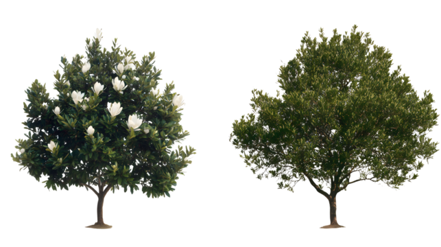 Magnolia grandiflora set frontal tree and bush isolated png on a transparent background perfectly cutout (southern magnolia, bull bay) Magnoliaceae
