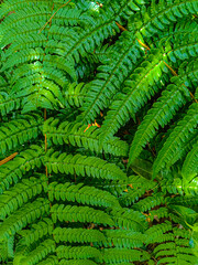 Natural fern background -Beautiful ferns leaves green foliage