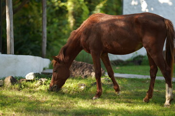 Naklejka premium Strong, beautiful and Charming brown horse eating green grass nearby the house portrait photo with forest background