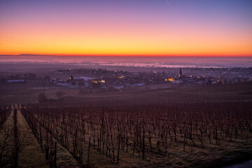 vineyard in the sunrise