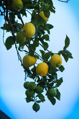 lemon tree in the garden