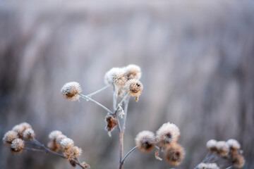 buds in the snow