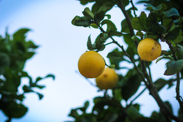 lemon tree in the garden