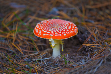 closeup red flyagaric mushroom in autumn forest