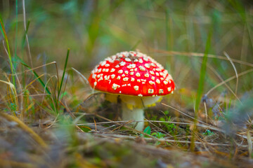 closeup red flyagaric mushroom in autumn forest