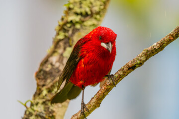 Tiê-sangue or Brazilian Tanager (Ramphocelus bresilia) on a lawn and on the branches of a tree.