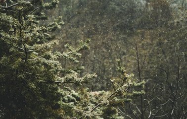 Snowy weather background, snowfall against a large pine tree