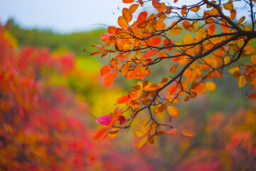 closeup red dry tree branch in forest, beautiful natural seasonal background