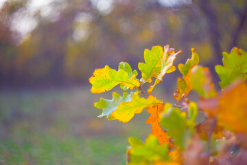closeup red dry oak tree branch in forest, beautiful natural seasonal background © Yuriy Kulik