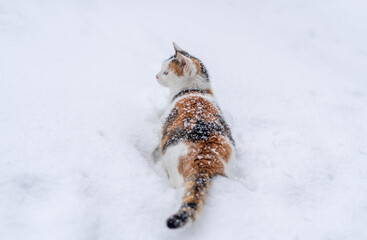 Beautiful tricolor cat in the snow during snowfall