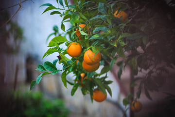 Oranges on a tree . 
Oranges growing on a tree on green leaves background.