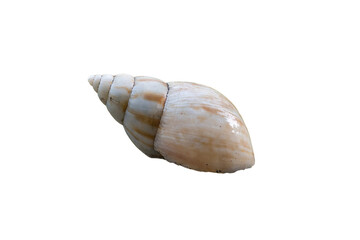 land snail shell isolated on transparent background