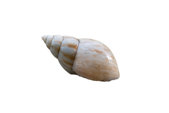 land snail shell isolated on transparent background