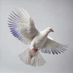 Fototapeta premium A graceful white pigeon with iridescent neck feathers, captured in mid-flight against a white background.
