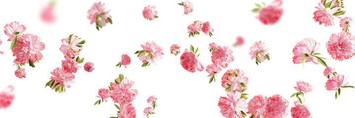 Falling pink carnation flower and gold glitter isolated on white