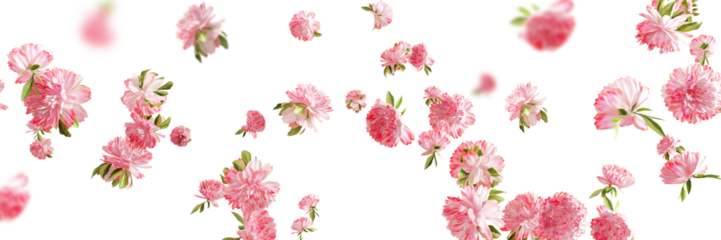Falling pink carnation flower and gold glitter isolated on white
