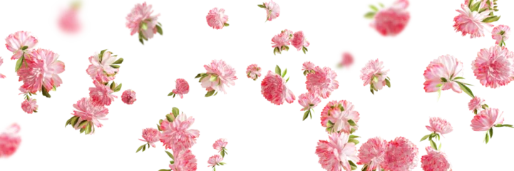 Fototapete Blumen Falling pink carnation flower and gold glitter isolated on white  © Buffstock