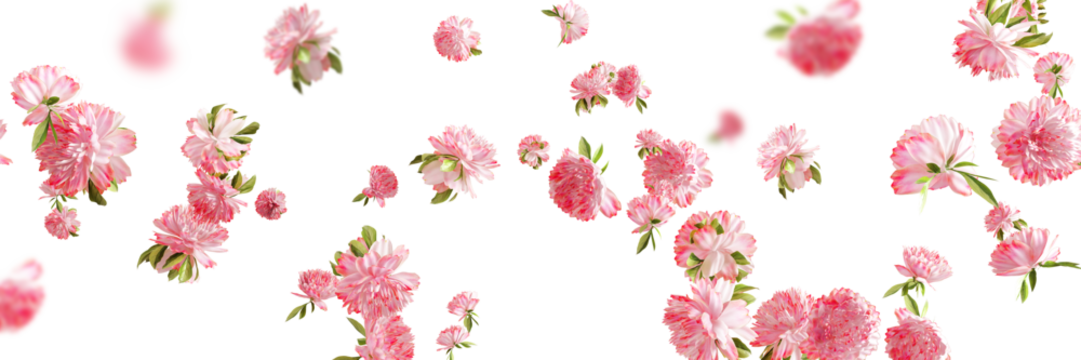 Falling pink carnation flower and gold glitter isolated on white