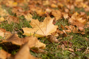 fallen yellowed maple leaves , sunny weather in the park