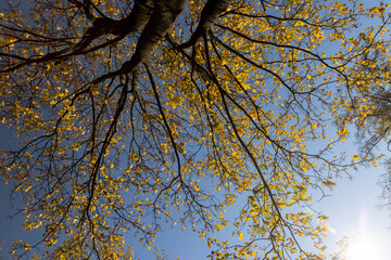 yellow maple foliage against a blue sky in sunny autumn weather