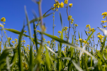 rapeseed flowers are yellow against a sky