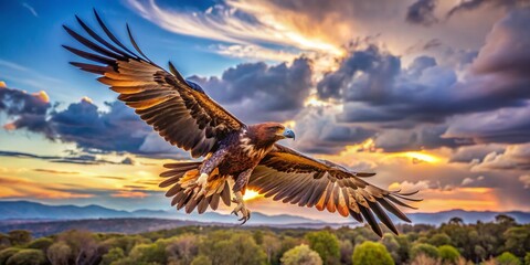 Obraz premium Majestic Wedge-tailed Eagle Soaring Over Brisbane Landscape - Australian Bird of Prey