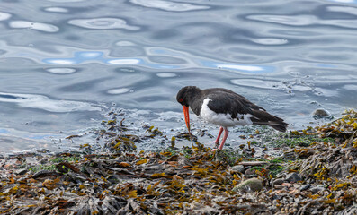 Oyster Catcher pulling a worm from seaweed on the shore of the Firth of Forth, Fife, Scotland