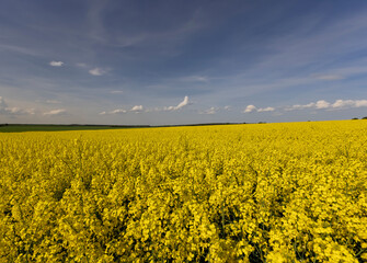 blue sky with clouds and yellow canola blossoms in spring